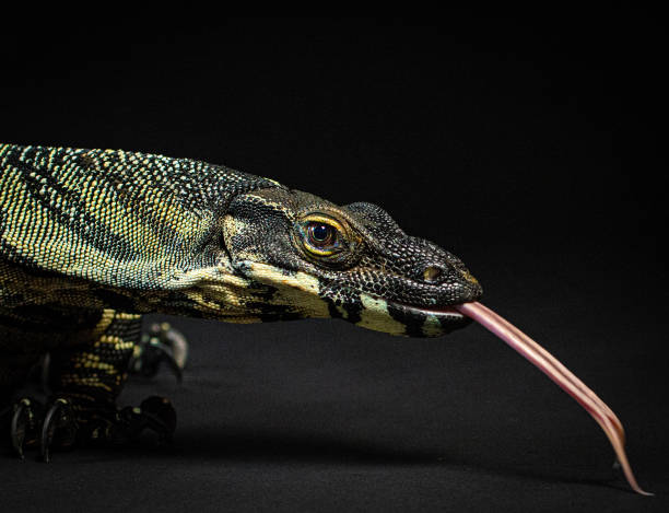 istock Lace monitor lizard 1487294179