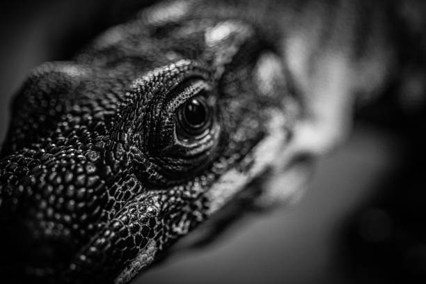 istock Lace monitor lizard 1487294182