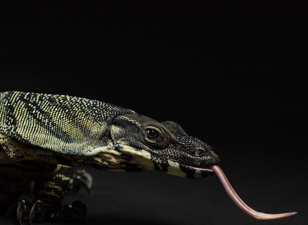 istock Lace monitor lizard 1487294188