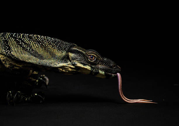 istock Lace monitor lizard 1487294193
