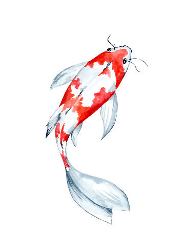 Hand drawn watercolor illustration of Koi Carp fish on white background. Element for design of invitations, movie posters, fabrics and other objects.