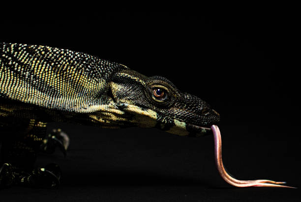 istock Lace monitor lizard 1487294214