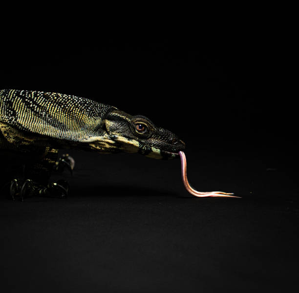 istock Lace monitor lizard 1487294236