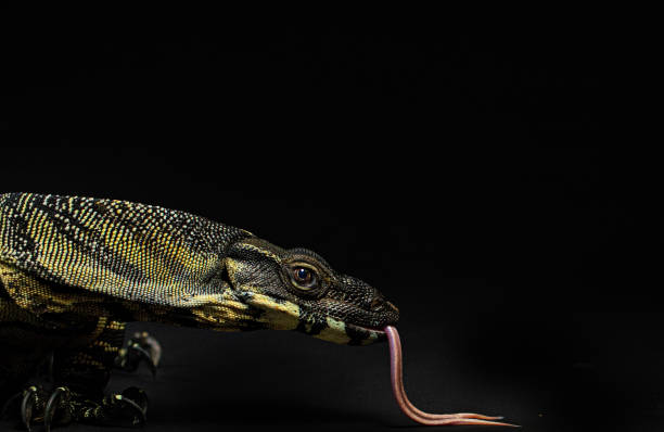 istock Lace monitor lizard 1487294265