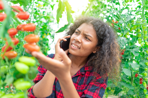 american girl farmer use phone call to customers for sell tomatoes , family business