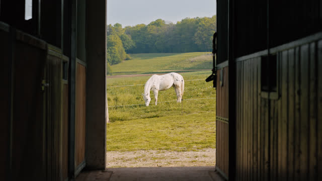 SLO MO Beautiful White Horse Grazing in the Pasture, View from the Barn