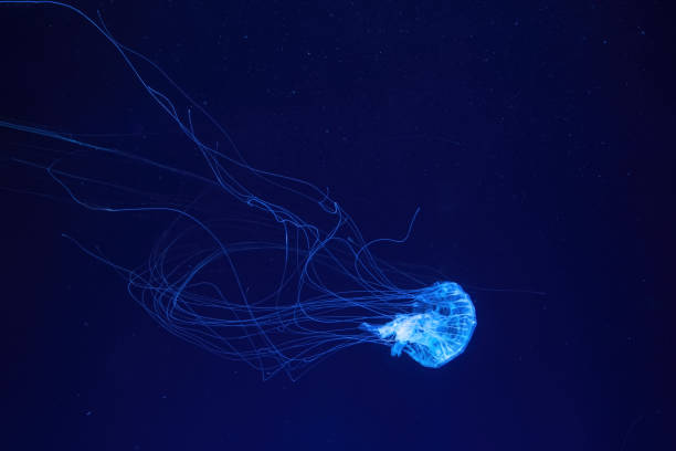 Fluorescent jellyfish swimming underwater aquarium pool with blue neon light