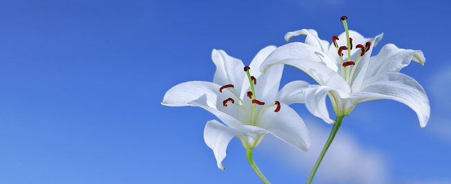 White Madonna Lily. Close-up of Lilium flower on blue background. Beautiful Lilium Candidum flower. Easter Lily flowers. White Lily 
Lilies blooming on blue sky. Beautiful spring plant. Copy space