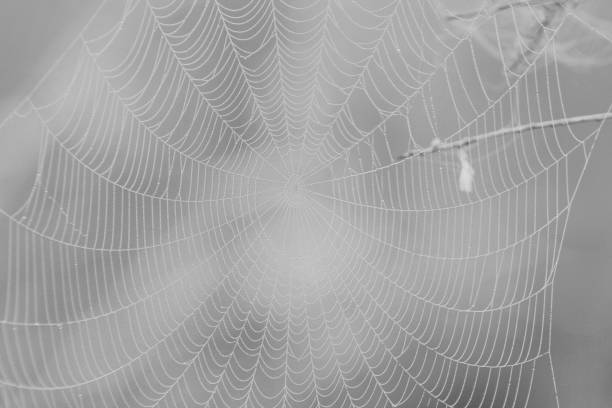 istock Grayscale of a spider web isolated on blurred background 1487298941
