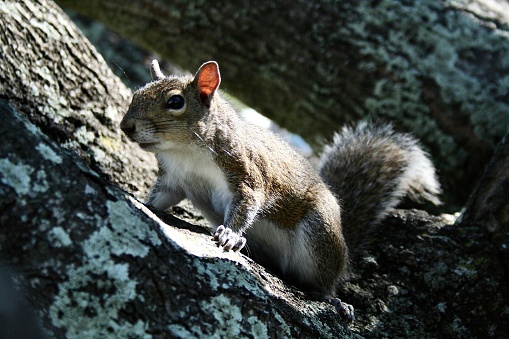 A small squirrel perched atop a weathered tree looks up curiously