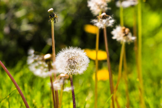istock A mature dandelion taraxacum with white seeds and a blurred green grass background 1487299023