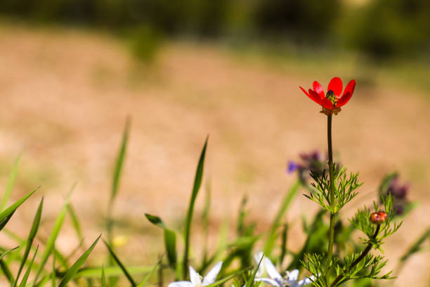 A red flower stands out against a green background.