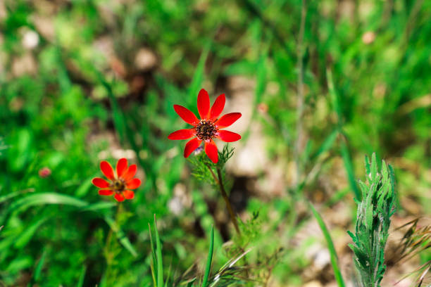 Two red flowers with the word \