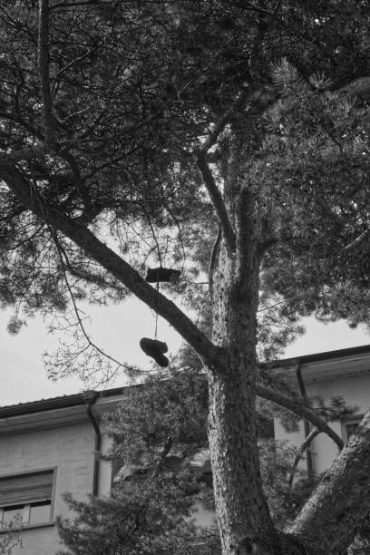 shoes hung up in the tree