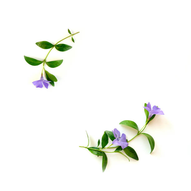 istock frame from blue flower buds, branches and leaves isolated on white background 1487299427