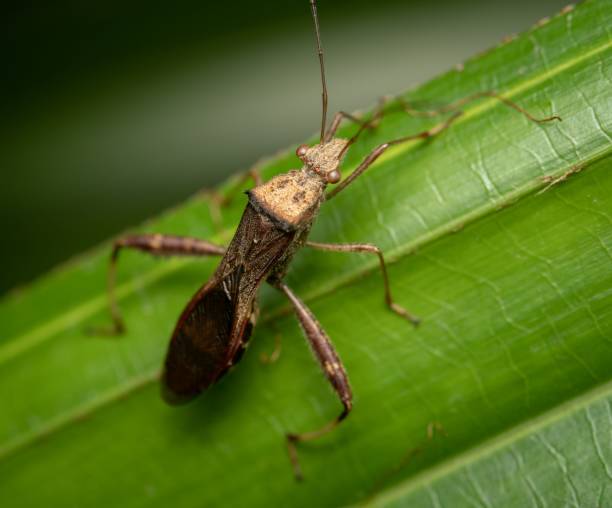 eine nahaufnahme einer reis-ohrwanze - insectoid stock-fotos und bilder