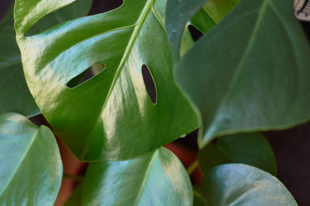 istock The monstera houseplant 1487300289