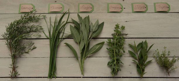 istock Bundled culinary herbs on a wooden plank background. 1487300428