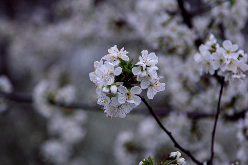 Beautiful blooming cherry tree branches with white flowers growing in a garden. Spring nature background.