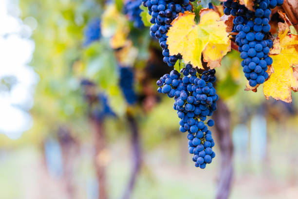 istock Coonawarra Grape Vines in Australia 1487302356