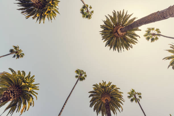 istock A perfect summer day and tall palms 1487302455