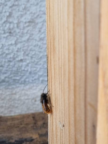istock Vertical shot of a Osmia cornuta bee resting on a wooden surface 1487303006