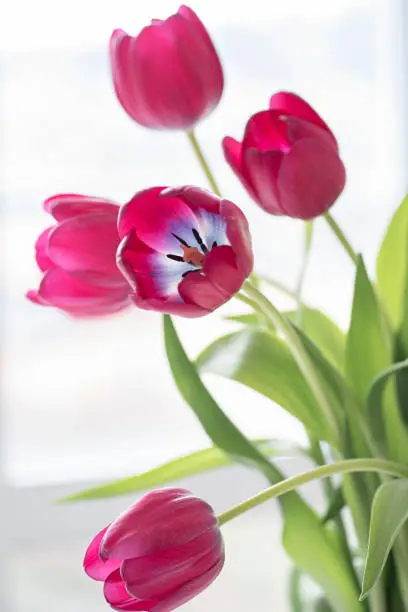 Bouquet of pink tulips on a lightbackground. Mother's day, birthday celebration concept. Postcard.