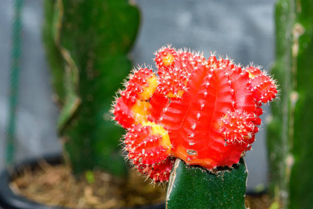 istock Beautiful cactus in the garden 1487304977