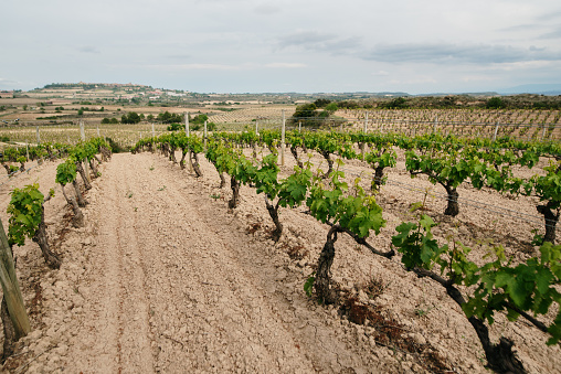 Vineyards in rows in La Rioja, Spain