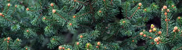 Background of Christmas tree branches. fir-tree