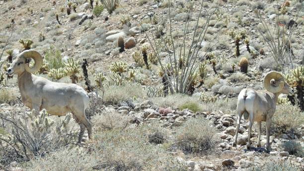 deux mouflons d’amérique du désert mâles adultes (ovis canadensis nelsoni) paissent sur un arbre à fumée (psorothamnus spinosus) près de borrego springs, en californie. - bighorn sheep sonoran desert animal sheep photos et images de collection