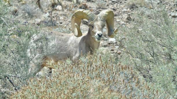 1匹の大人のオスの砂漠のオオツノヒツジ(ovis canadensis nelsoni)は、カリフォルニア州ボレゴスプリングス近くの乾燥した砂漠の生息地で一口のスモークツリー(psorothamnus spinosus)を噛んでいます。 - bighorn sheep sonoran desert animal sheep ストックフォトと画像
