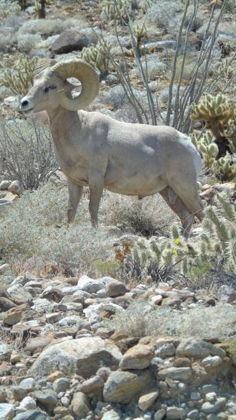 vue latérale de profil d’un mouflon d’amérique du désert mâle adulte (ovis canadensis nelsoni) broutant sur le feuillage du désert. - bighorn sheep sonoran desert animal sheep photos et images de collection