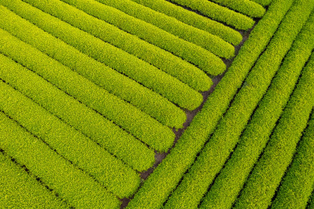 istock Overlooking a beautiful tea plantation 1487307557