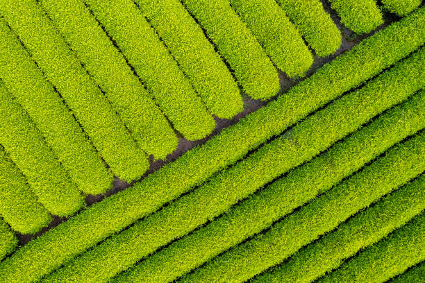 istock Overlook the lush tea plantations in spring 1487308022