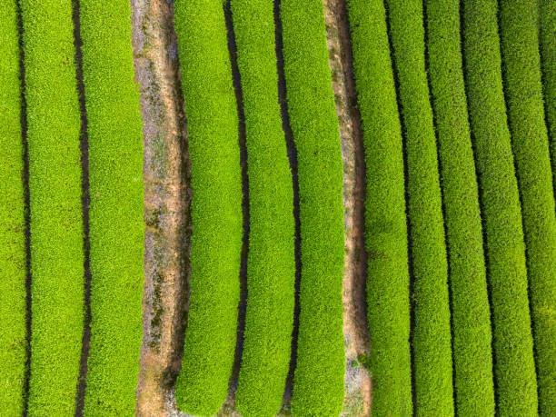 istock Lines of tea plantations 1487308154