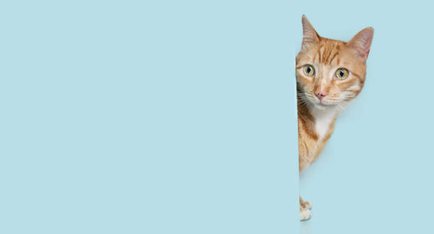 istock Portrait peeking over ginger orange cat behind a blue pastel wall or blank 1487308481