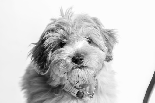 A grayscale shot of an adorable doodle dog