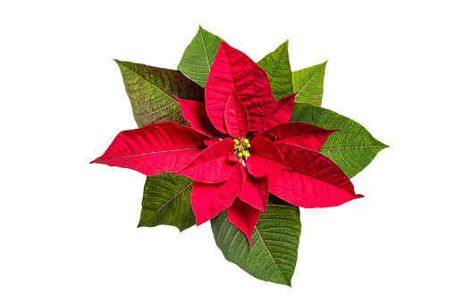 Red Christmas poinsettia flower isolated on white background from above