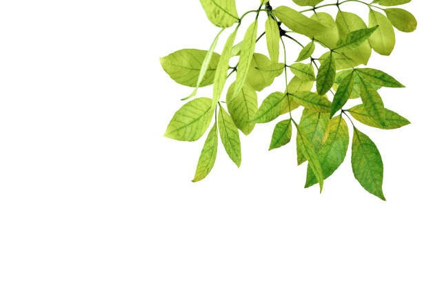Green Leaves border . Green leaves isolated on white background without shadow. Spring. Summer.