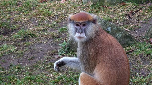 istock The patas monkey (Erythrocebus patas), also known as the wadi monkey or hussar monkey 1487309908