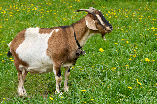 Standing brown-white goat with two small bells in side view on a meadow in spring