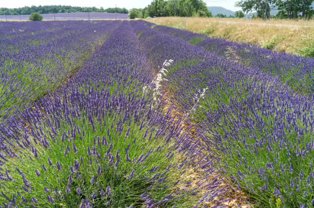 Rows of lavender on the way to Simiane la Rotonde
