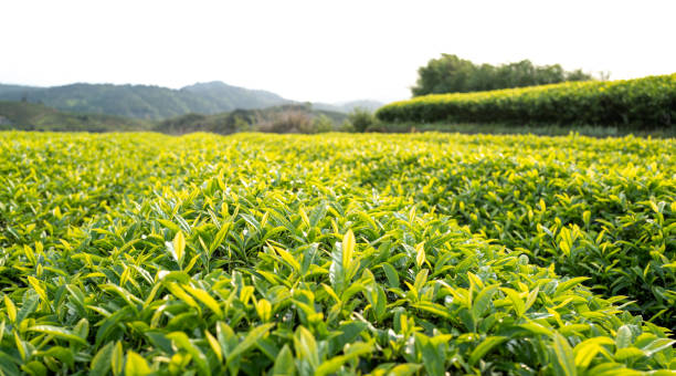 istock Tea plantation in the spring harvest month 1487311528