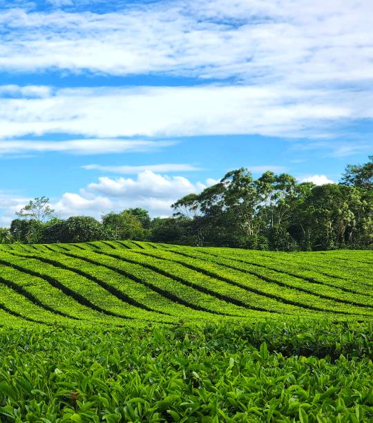 creation of the almighty creator, with its natural splendor a beautiful tea garden in Sidamanik, North Sumatra chiang rai province stock pictures, royalty-free photos & images