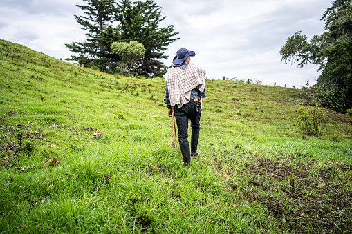 Rear view of a mature farmer walking through the agricultural field