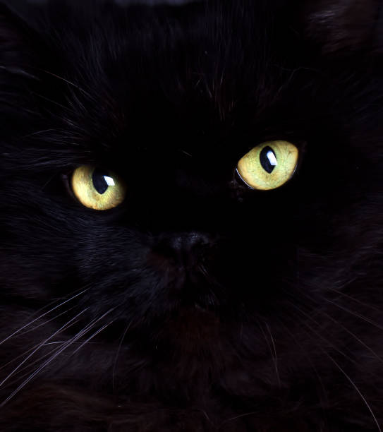 istock Black cat, cat's eyes, pet animal. 1487315962