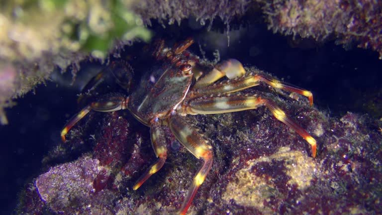 Sally Lightfoot Crab among the seaweed.