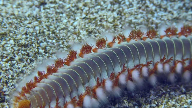 Bearded fire worm creeps  on a sea bottom.