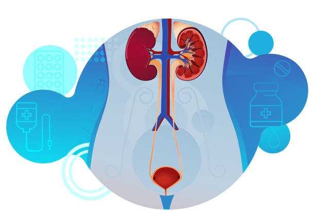 мочевыделительная система - иллюстрация мочевыделительной системы с медицинскими значками - secretory product stock illustrations